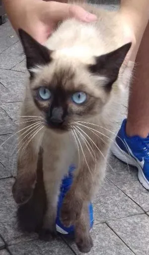 Gato raça Siamês idade 2 a 6 meses nome Sem nome.