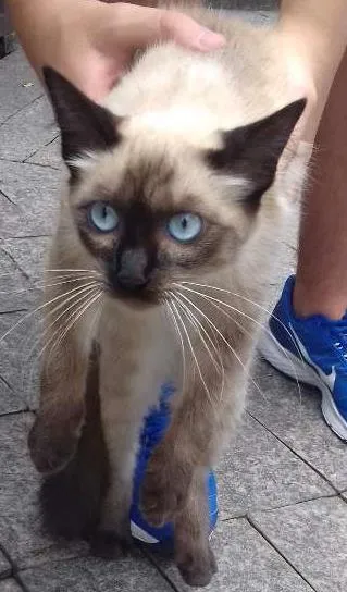 Gato ra a Siamês idade 2 a 6 meses nome Sem nome.