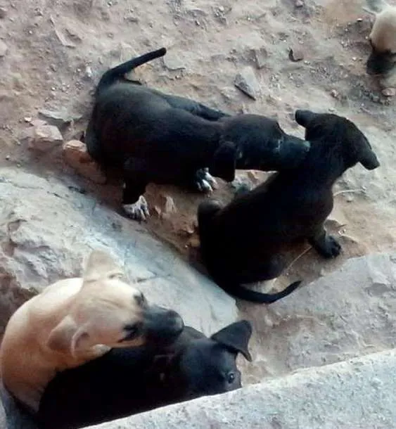 Cachorro ra a vira lata idade 2 a 6 meses nome sem nome 