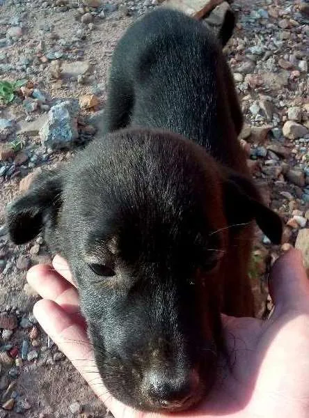 Cachorro ra a vira lata idade 2 a 6 meses nome sem nome 