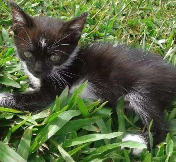 Gato ra a NA idade 2 a 6 meses nome NA