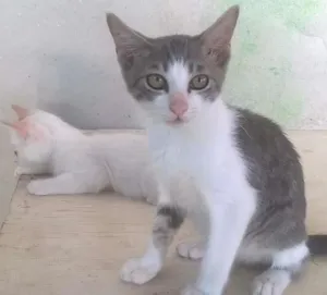 Gato raça SRD idade 2 a 6 meses nome Fisto e Dorinha