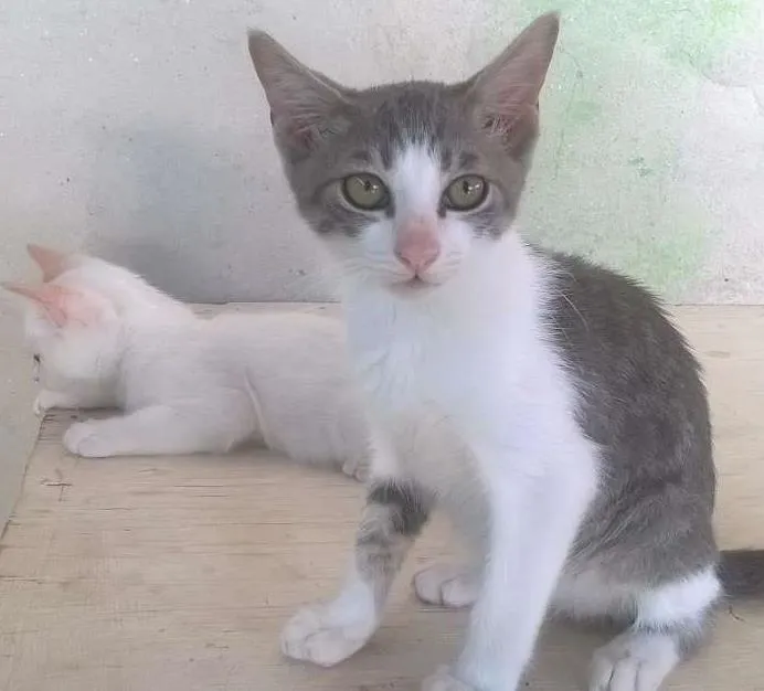 Gato ra a SRD idade 2 a 6 meses nome Fisto e Dorinha