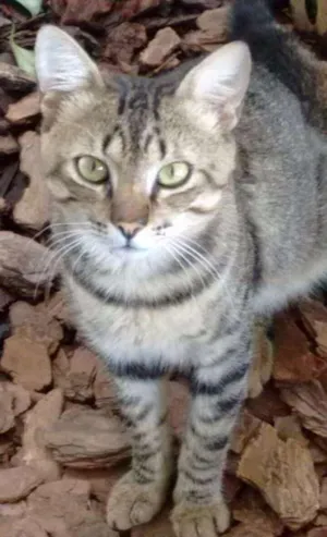 Gato raça S.R.D. idade 1 ano nome Tigrão