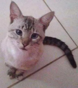 Gato raça SRD idade 1 ano nome Peter