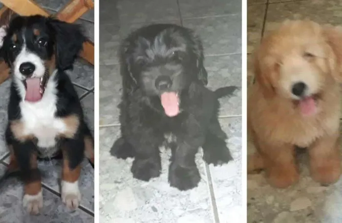 Cachorro ra a Poddle misturado idade Abaixo de 2 meses nome Sem nome