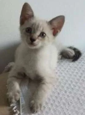 Gato raça  idade Abaixo de 2 meses nome SALOMÉ