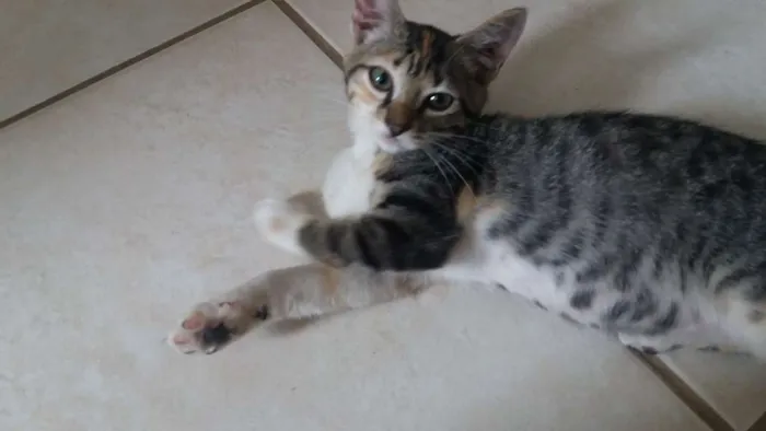 Gato ra a não definida idade Abaixo de 2 meses nome sem nome