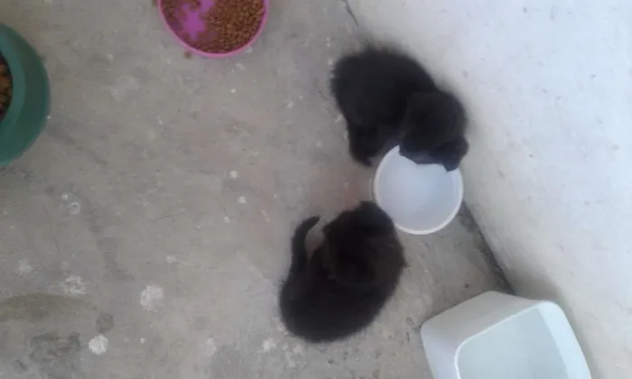 Gato raça  idade Abaixo de 2 meses nome Recém nascido 