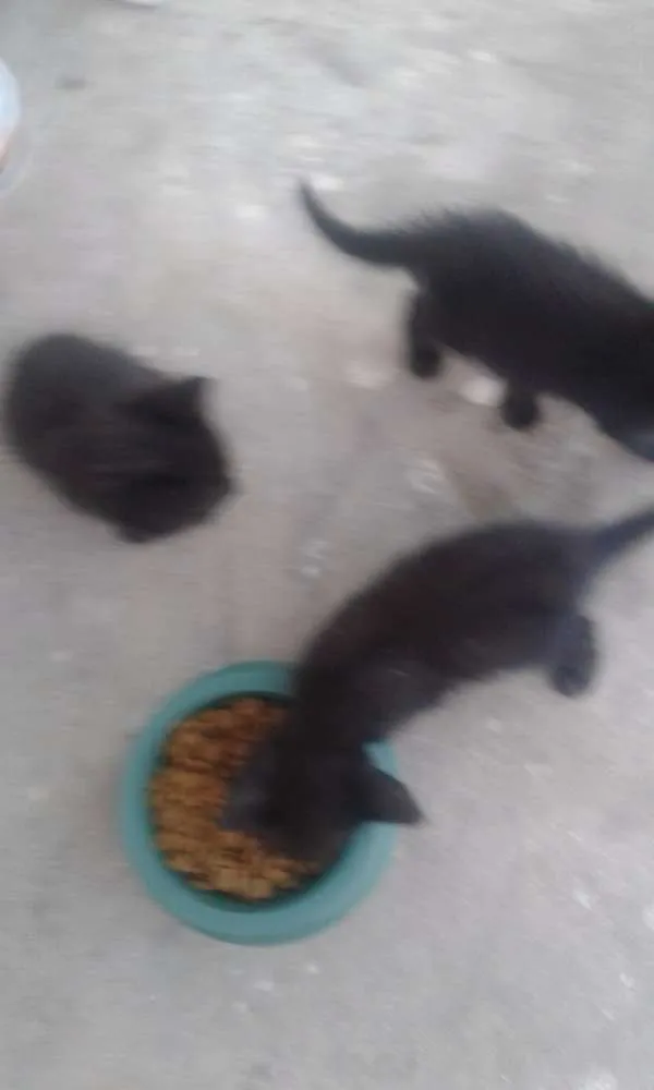 Gato raça  idade Abaixo de 2 meses nome Recém nascido 