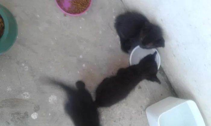 Gato raça  idade Abaixo de 2 meses nome Recém nascido 