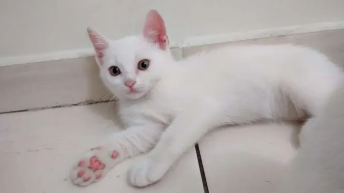 Gato ra a  idade 2 a 6 meses nome Sem Nome