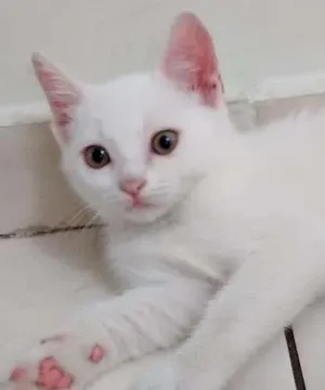 Gato raça  idade 2 a 6 meses nome Sem Nome