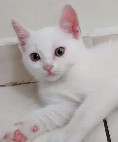 Gato ra a  idade 2 a 6 meses nome Sem Nome