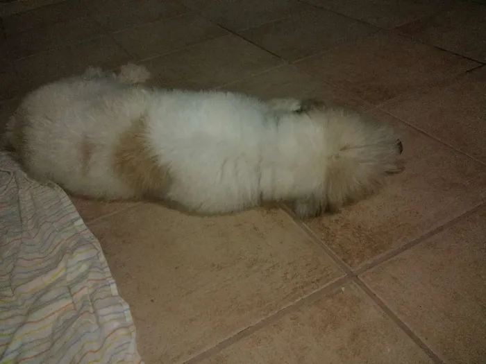 Cachorro ra a ? idade 1 ano nome ?