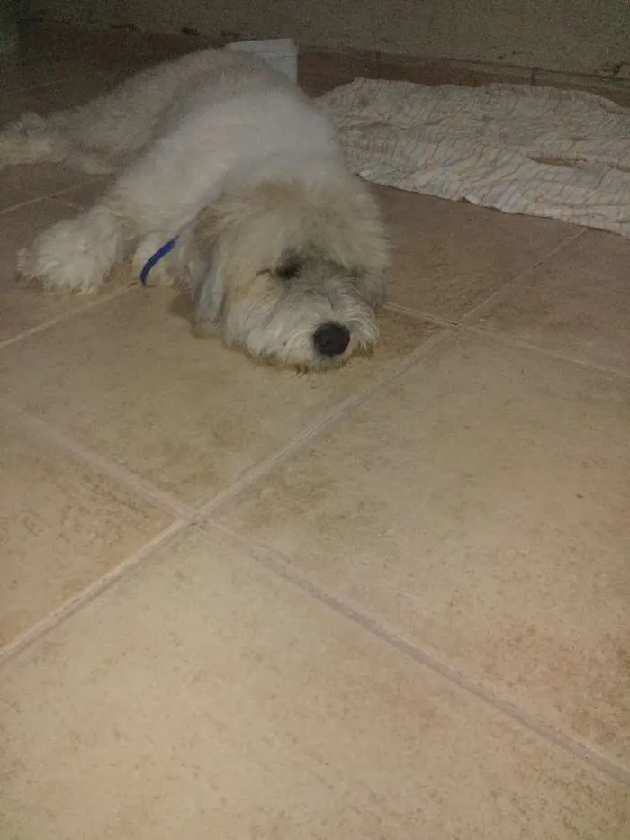 Cachorro ra a ? idade 1 ano nome ?