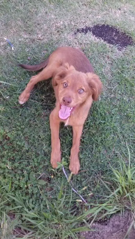 Cachorro ra a Raça indefinida idade 1 ano nome Madona