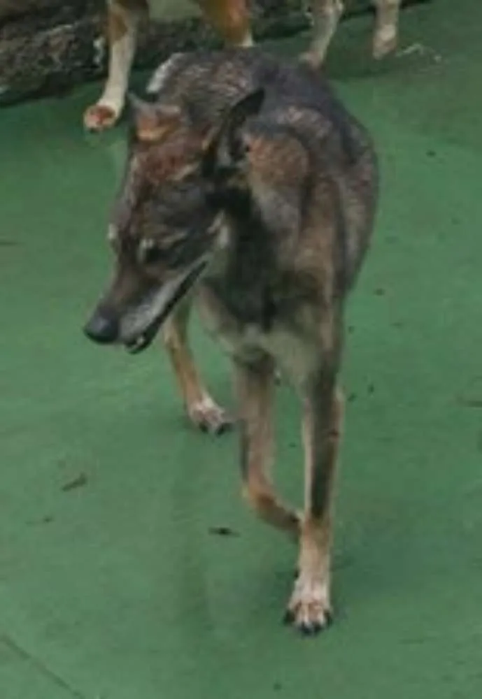 Cachorro ra a VIRALATA idade 6 ou mais anos nome NOAH GRATIFICA