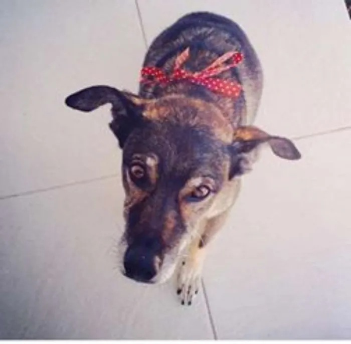 Cachorro ra a VIRALATA idade 6 ou mais anos nome NOAH GRATIFICA