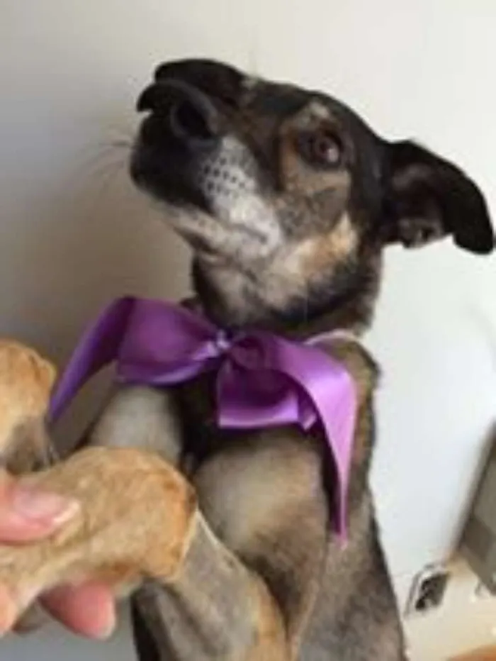 Cachorro ra a VIRALATA idade 6 ou mais anos nome NOAH GRATIFICA
