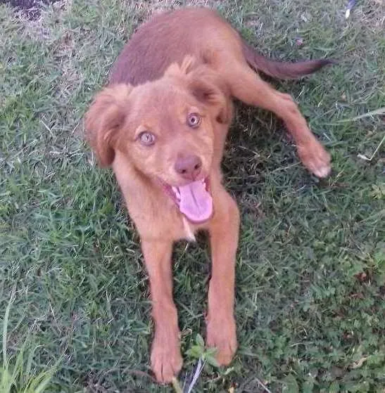 Cachorro ra a Raça indefinida idade 1 ano nome Madona