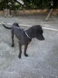 chiquinha