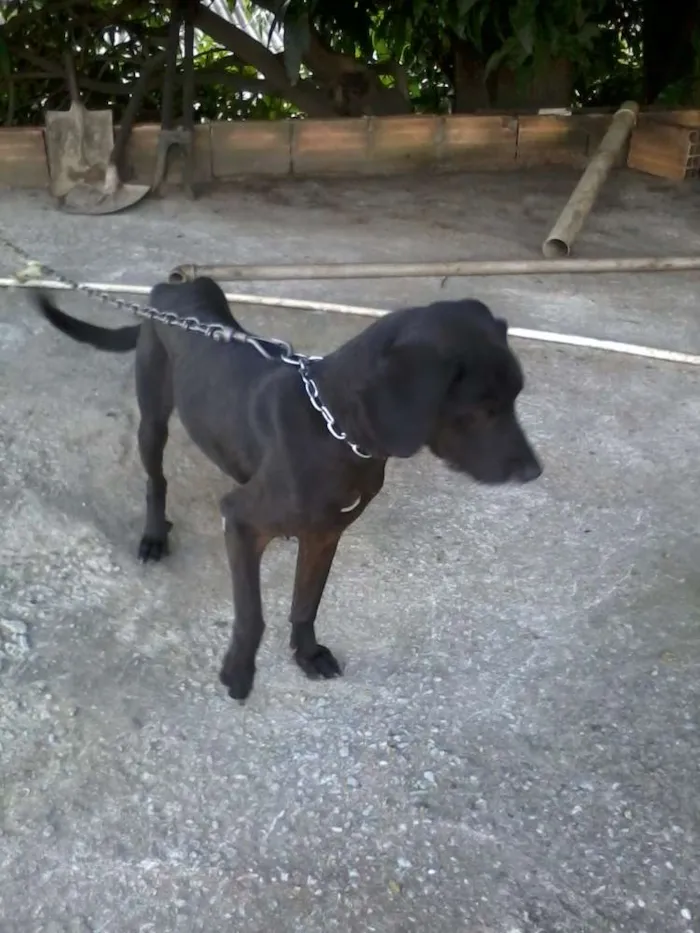 Cachorro raça viralata idade 6 ou mais anos nome chiquinha