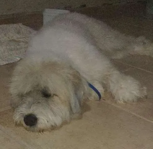 Cachorro ra a ? idade 1 ano nome ?
