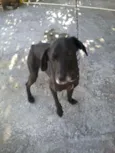 chiquinha