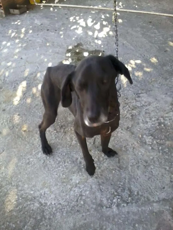 Cachorro raça viralata idade 6 ou mais anos nome chiquinha