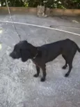 chiquinha