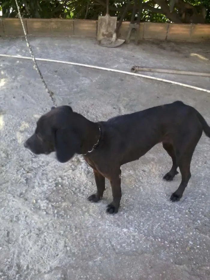 Cachorro raça viralata idade 6 ou mais anos nome chiquinha