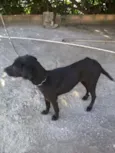 chiquinha
