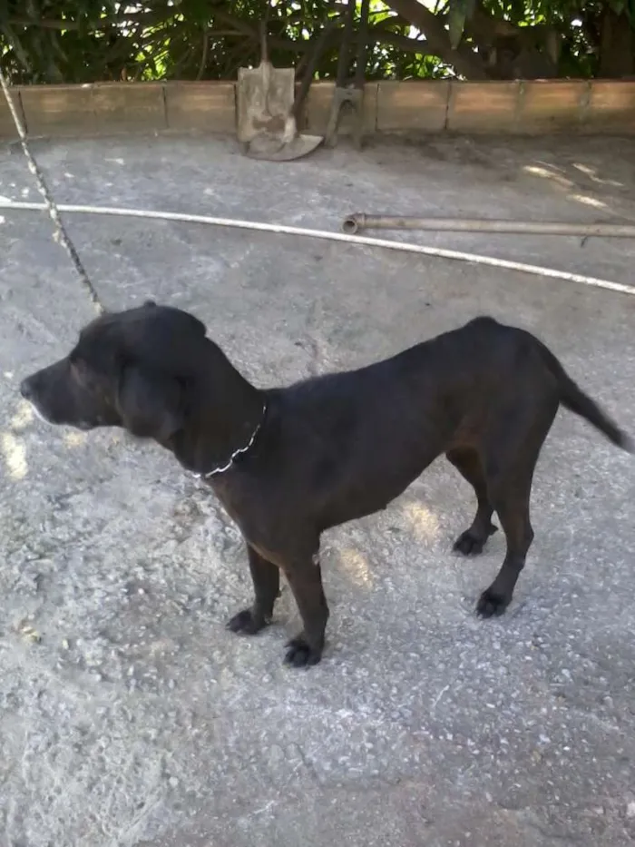Cachorro raça viralata idade 6 ou mais anos nome chiquinha