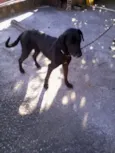 chiquinha