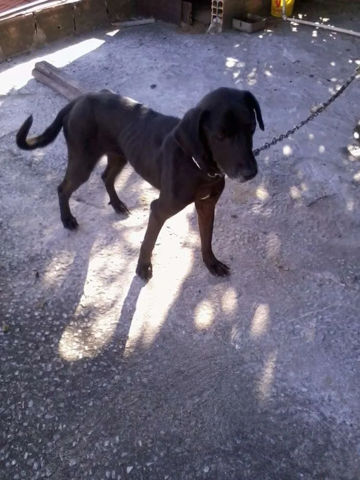 Cachorro raça viralata idade 6 ou mais anos nome chiquinha