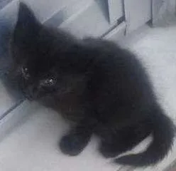 Gato raça  idade Abaixo de 2 meses nome Recém nascido 