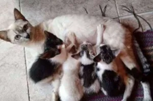 Gato raça SRD idade 2 a 6 meses nome Precisa escolher