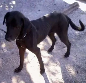 Cachorro raça viralata idade 6 ou mais anos nome chiquinha