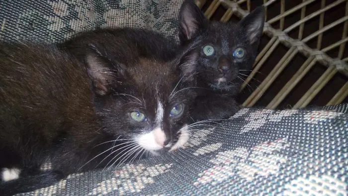 Gato ra a  idade Abaixo de 2 meses nome sem nome