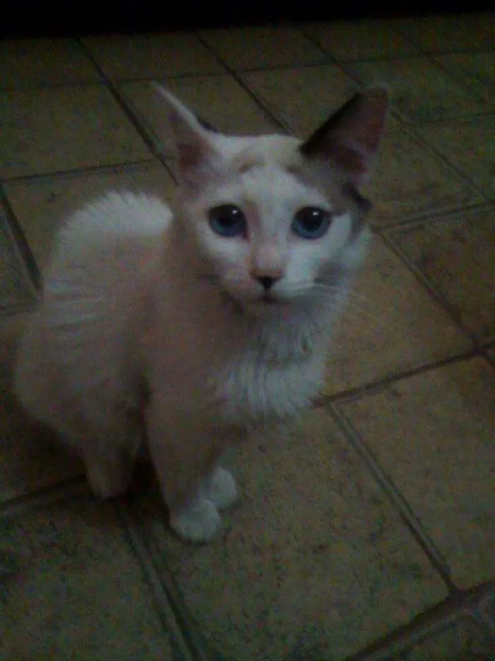 Gato raça Mestiço idade 7 a 11 meses nome maria