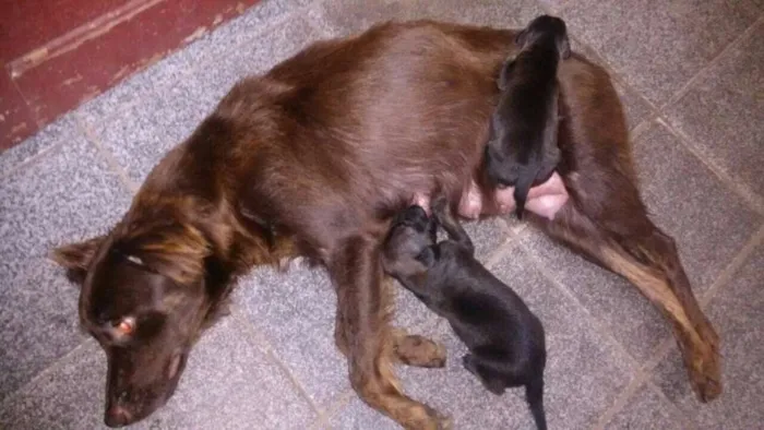 Cachorro raça SRD idade Abaixo de 2 meses nome Filhotes
