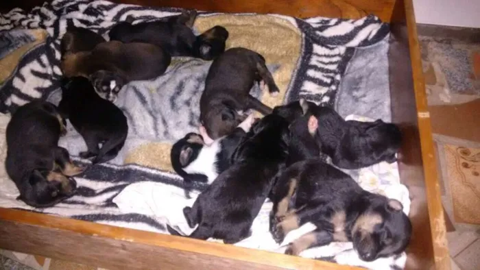 Cachorro raça SRD idade Abaixo de 2 meses nome Filhotes