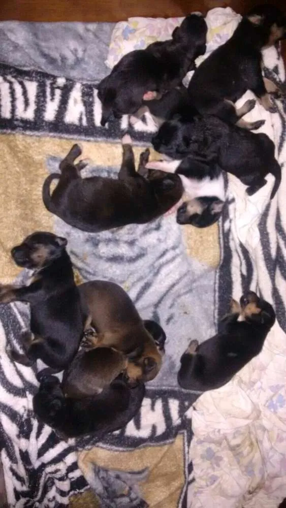 Cachorro raça SRD idade Abaixo de 2 meses nome Filhotes