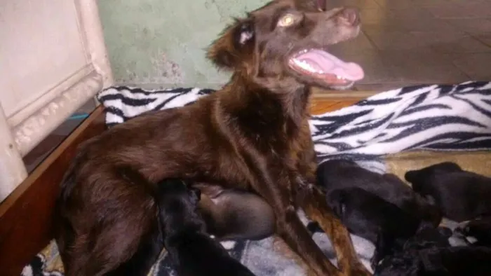 Cachorro raça SRD idade Abaixo de 2 meses nome Filhotes