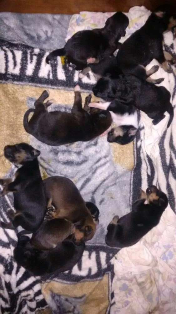 Cachorro raça SRD idade Abaixo de 2 meses nome Filhotes