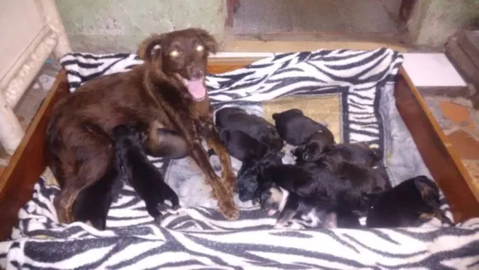 Cachorro raça SRD idade Abaixo de 2 meses nome Filhotes