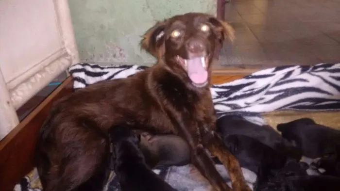Cachorro raça SRD idade Abaixo de 2 meses nome Filhotes
