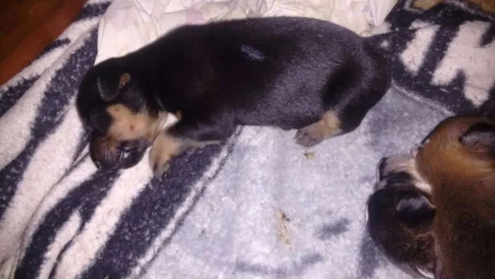Cachorro raça SRD idade Abaixo de 2 meses nome Filhotes