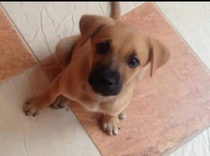 Cachorro ra a SRD idade 2 a 6 meses nome Sem nome